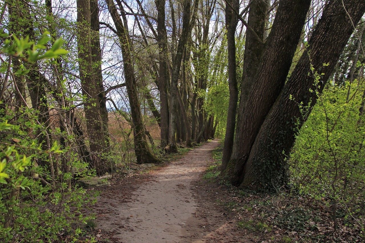 the path, leaves, forest-4101224.jpg